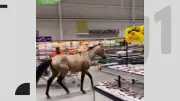 Cavalo invade supermercado e corre solto em corredores no Recife