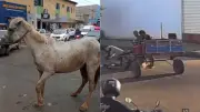 Cavalo morre após ser atropelado e abandonado pelo dono em Imperatriz