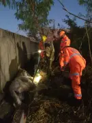 Cavalo preso em vala é resgatado pelos bombeiros em Montes Claros