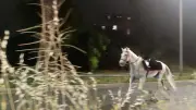 Cavalos assustados com fogos fogem por ruas de Roma e ferem quatro pessoas
