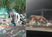 Cavalos soltos preocupam autoridades em Petrópolis; 30 resgatados em 2024