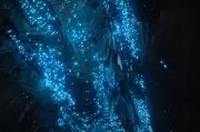 Cavernas de Waitomo: céu estrelado subterrâneo na Nova Zelândia
