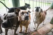 Cães aguardam adoção em escola de psicologia canina em SC