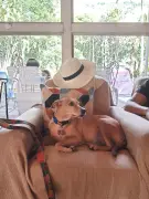 Cães caramelos cariocas viram símbolo em disputa Brasil-México