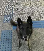 Cães farejadores da Guarda Municipal auxiliam operação antidrogas em Teresópolis