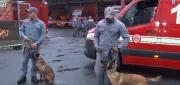 Cães farejadores de SP atuam em resgates na Venezuela após terremoto