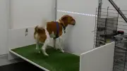Cães treinados para farejar câncer e outras doenças em projeto inédito no Brasil