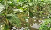 Cheia do Rio Marauiá inunda plantações e afeta indígenas no Amazonas