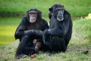 Chimpanzés preferem informações sociais a recompensas alimentares, revela estudo