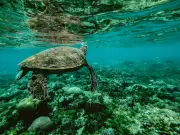 China acusa estrangeiros de usar 'tartarugas espiãs' e peixes com sensores