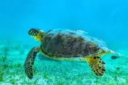 China alerta sobre 'tartarugas espiãs' e 'peixes espiões' no mar