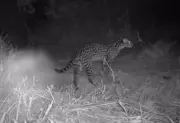 Ciclista registra animais silvestres raros com câmera noturna no TO