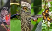 Ciência cidadã: brasileiros descobrem novas espécies com fotos