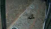 Câmera flagra onça-parda em pizzaria e assusta moradores no Paraná