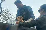 Cão abandonado há 15 dias é resgatado em Tamoios, Cabo Frio