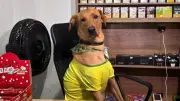 Cão caramelo vira 'funcionário CLT' em mercado de SC e conquista redes sociais
