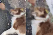Cão comunitário morto com galho na boca é investigado em Caiuá (SP)