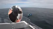 Cão à deriva em caiaque é resgatado após percorrer 5 km no mar na Inglaterra