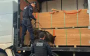 Cão farejador Apolo ajuda PRF a apreender 7,5 toneladas de maconha em Rio Verde