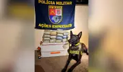 Cão farejador aponta mala com skunk em ônibus e homem é preso