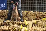 Cão Hulk recebe Medalha Tiradentes inédita por achar 48 toneladas de maconha