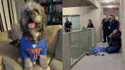 Cão morto por policial após título dos Knicks gera revolta nos EUA