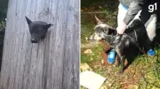 Cão é resgatado após cabeça ficar presa em buraco de parede no RS