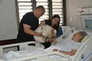 Cão Toby visita paciente de 90 anos após AVC e reduz estresse em hospital