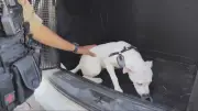 Cão trancado 24h em carro é resgatado pela PM em MG; tutora presa