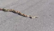 Cobra de dois metros é resgatada ao atravessar rua em Manaus