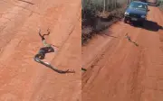 Cobras enroladas em estrada viralizam: briga ou acasalamento?