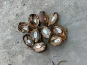 Coco de piaçava conquista mercado islâmico e impulsiona economia baiana
