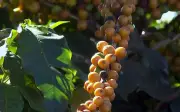Colheita de café avança no Sul de Minas com expectativa de safra recorde em 2026