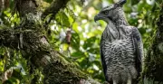 Conheça o gavião-real-falso, sósia da harpia na Amazônia