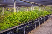 Cooxupé lidera ESG na cafeicultura com protocolo inovador e prêmio de sustentabilidade
