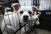 Coreia do Sul proíbe carne de cachorro em 2027 e gera incerteza sobre milhares de cães