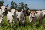 Cota de carne bovina para China quase esgotada; preços podem cair