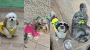 Creche para pets promove futebol entre cães em Mogi das Cruzes