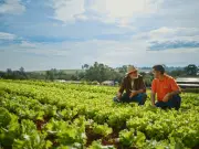 Cresol lança campanha institucional voltada ao agronegócio