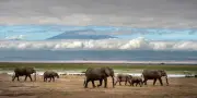 Crueldade animal no Brasil: casos chocantes expõem brutalidade crescente