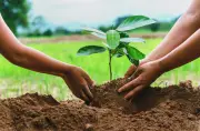 Cuiabá distribuirá figurinhas para estimular plantio de árvores