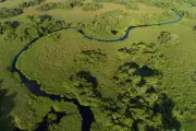Delta do Rio Salobra pode ganhar Refúgio de Vida Silvestre em MS