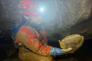 Dente de mamute preservado por milênios é achado em caverna na Rússia