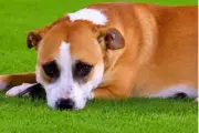 Dexter, o cão que virou símbolo da seleção paraguaia