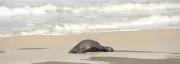 Dezessete pinguins mortos são encontrados em praia de Florianópolis