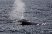 Dia dos Namorados no mar: baleias jubarte chegam mais cedo ao RJ
