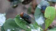 Dois novos casos de mosca-da-bicheira no Texas preocupam USDA