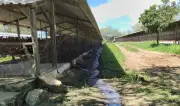 Dona de granja é presa por poluição ambiental em Campina Grande