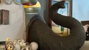 Dono de loja explica origem de tromba de elefante apreendida pela PF