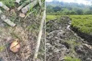Dono de sítio é multado em R$ 16,9 mil por cortar árvores nativas em Pirapozinho
